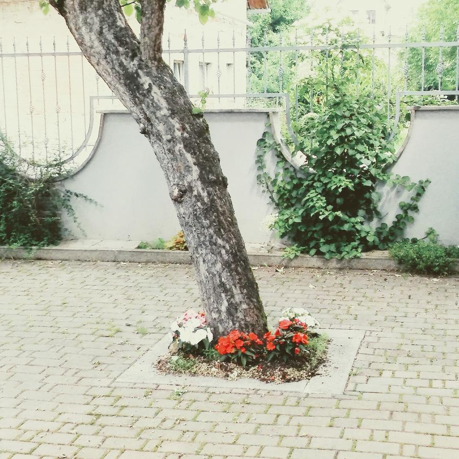 Markovec Prenocisca Angelin Hram, Tiny Apartments מראה חיצוני תמונה